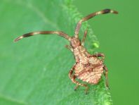 Lederwanze, Saumwanze, Coreus marginatus