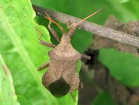 Lederwanze, Saumwanze, Coreus marginatus