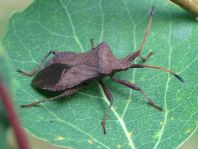 Lederwanze, Saumwanze, Coreus marginatus