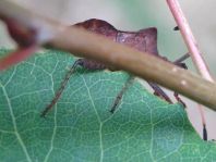 Lederwanze, Saumwanze, Coreus marginatus