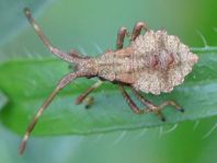 Lederwanze, Saumwanze, Coreus marginatus