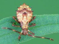 Lederwanze, Saumwanze, Coreus marginatus