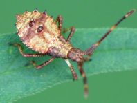 Lederwanze, Saumwanze, Coreus marginatus