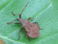 Lederwanze, Saumwanze, Coreus marginatus