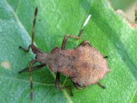 Lederwanze, Saumwanze, Coreus marginatus