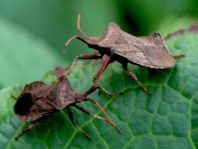 Lederwanze, Saumwanze, Coreus marginatus