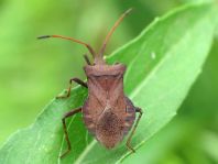 Lederwanze, Saumwanze, Coreus marginatus