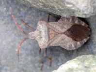 Lederwanze, Saumwanze, Coreus marginatus