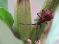 Lederwanze, Saumwanze, Coreus marginatus