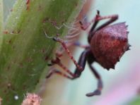 Lederwanze, Saumwanze, Coreus marginatus