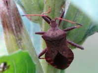 Lederwanze, Saumwanze, Coreus marginatus