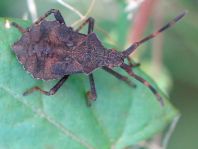 Lederwanze, Saumwanze, Coreus marginatus