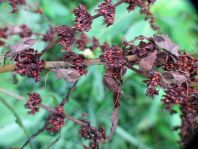 Lederwanze, Saumwanze, Coreus marginatus