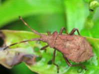 Lederwanze, Saumwanze, Coreus marginatus