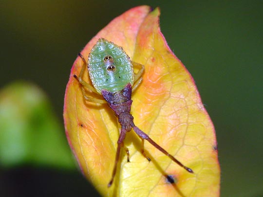 Braune Randwanze, Gonocerus acuteangulatus