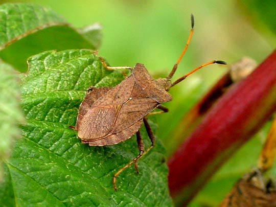 Lederwanze, Saumwanze, Coreus marginatus