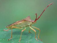 Braune Randwanze, Gonocerus acuteangulatus
