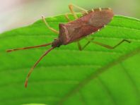 Braune Randwanze, Gonocerus acuteangulatus