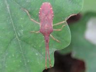 Braune Randwanze, Gonocerus acuteangulatus