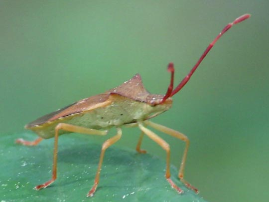 Braune Randwanze, Gonocerus acuteangulatus