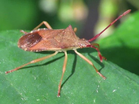 Braune Randwanze, Gonocerus acuteangulatus