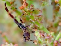 Lederwanze, Saumwanze, Coreus marginatus