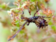 Lederwanze, Saumwanze, Coreus marginatus