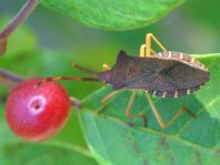 Braune Randwanze, Gonocerus acuteangulatus