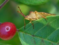 Braune Randwanze, Gonocerus acuteangulatus