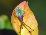 Braune Randwanze, Gonocerus acuteangulatus