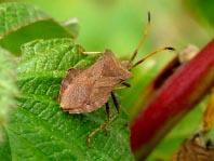 Lederwanze, Saumwanze, Coreus marginatus