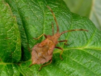 Lederwanze, Saumwanze, Coreus marginatus