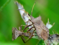 Lederwanze, Saumwanze, Coreus marginatus