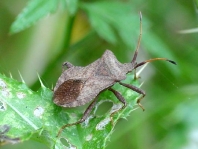 Lederwanze, Saumwanze, Coreus marginatus