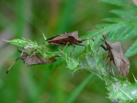 Lederwanze, Saumwanze, Coreus marginatus