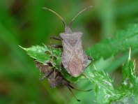 Lederwanze, Saumwanze, Coreus marginatus