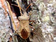 Lederwanze, Saumwanze, Coreus marginatus