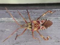 Leptoglossus occidentalis, Amerikanische Kiefernwanze