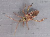 Leptoglossus occidentalis, Amerikanische Kiefernwanze