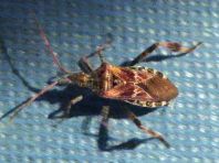 Leptoglossus occidentalis, Amerikanische Kiefernwanze