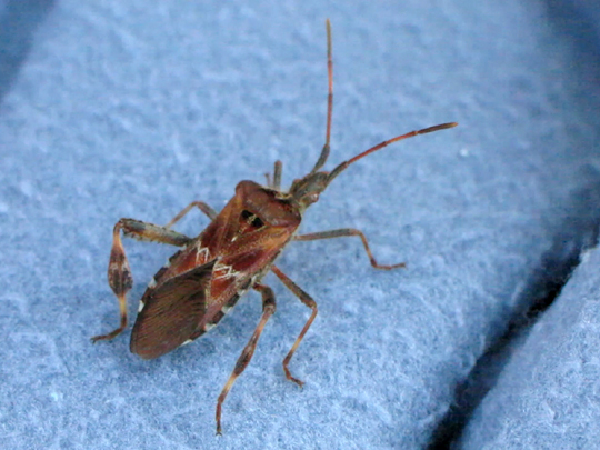 Leptoglossus occidentalis, Amerikanische Kiefernwanze