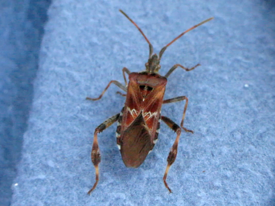 Leptoglossus occidentalis, Amerikanische Kiefernwanze