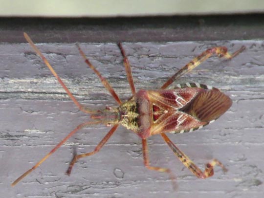 Leptoglossus occidentalis, Amerikanische Kiefernwanze