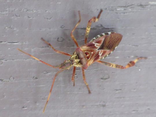 Leptoglossus occidentalis, Amerikanische Kiefernwanze