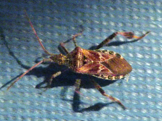 Leptoglossus occidentalis, Amerikanische Kiefernwanze