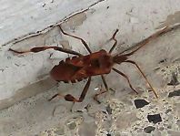 Leptoglossus occidentalis, Amerikanische Kiefernwanze