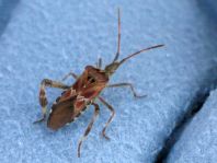 Leptoglossus occidentalis, Amerikanische Kiefernwanze