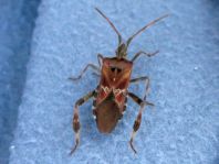 Leptoglossus occidentalis, Amerikanische Kiefernwanze
