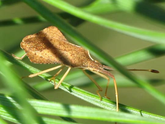 Syromastes rhombeus, Rhombenwanze