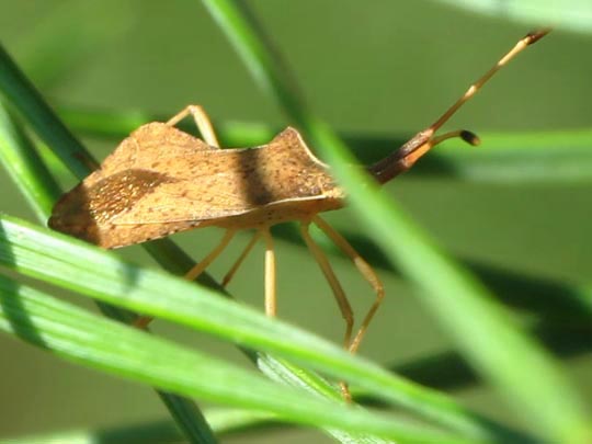 Syromastes rhombeus, Rhombenwanze